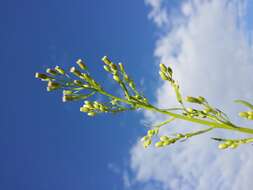 Image of Canadian Horseweed