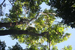 Image of dragonsblood tree