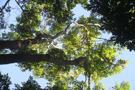 Image de Pterocarpus officinalis Jacq.