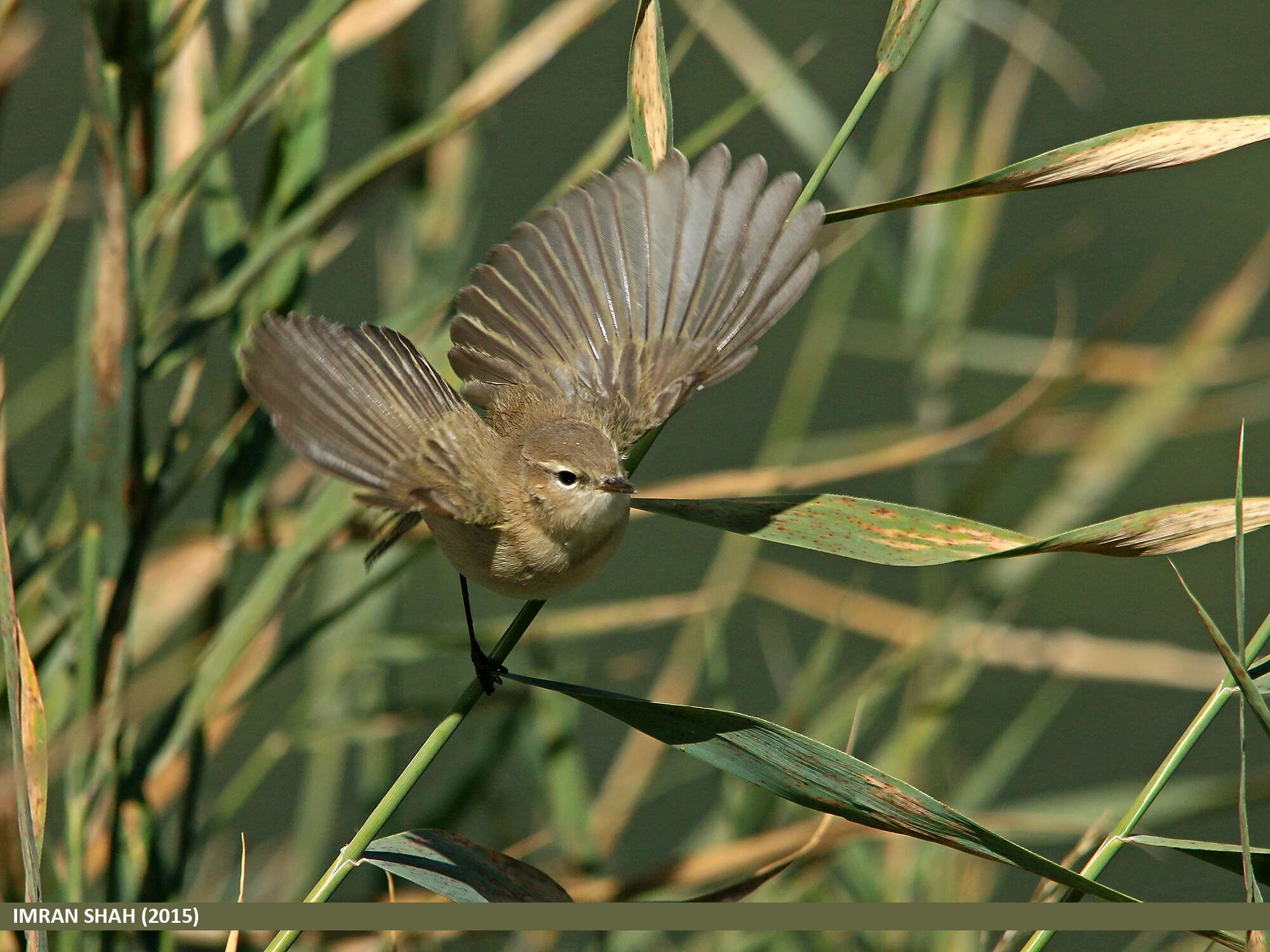 Image of Siberian Chiffchaff