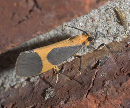 Image of Cisthene picta (Barnes & McDunnough 1918)