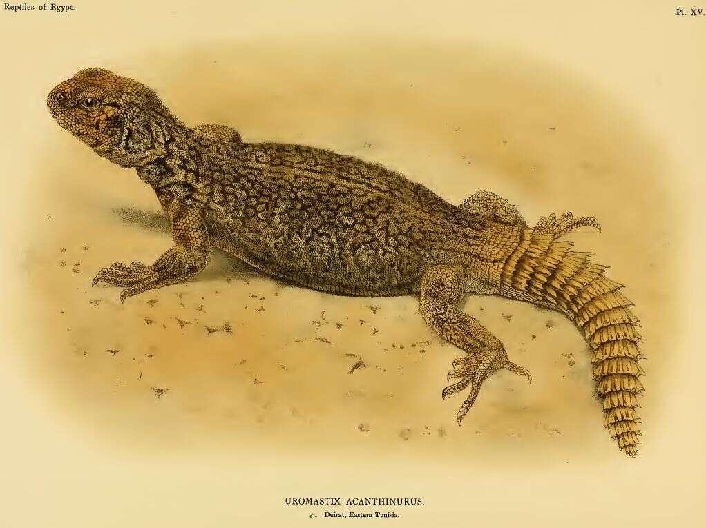 Image of North African Spiny-tailed Lizard