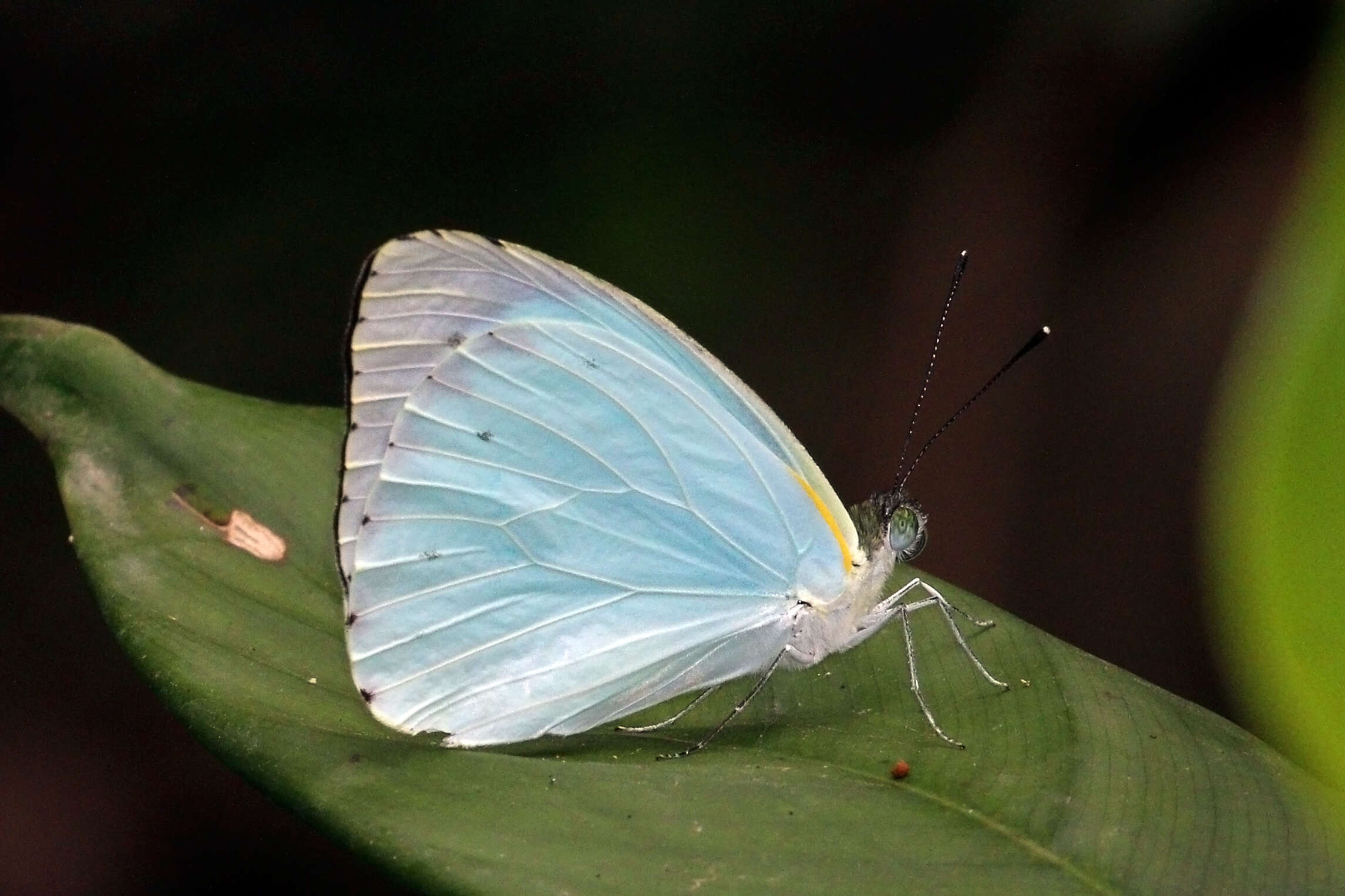 Слика од Nepheronia thalassina (Boisduval 1836)