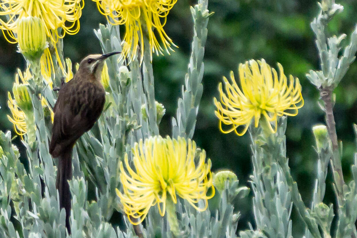 Image of Sugarbird