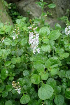 Image de Plectranthus strigosus Benth. ex E. Mey.