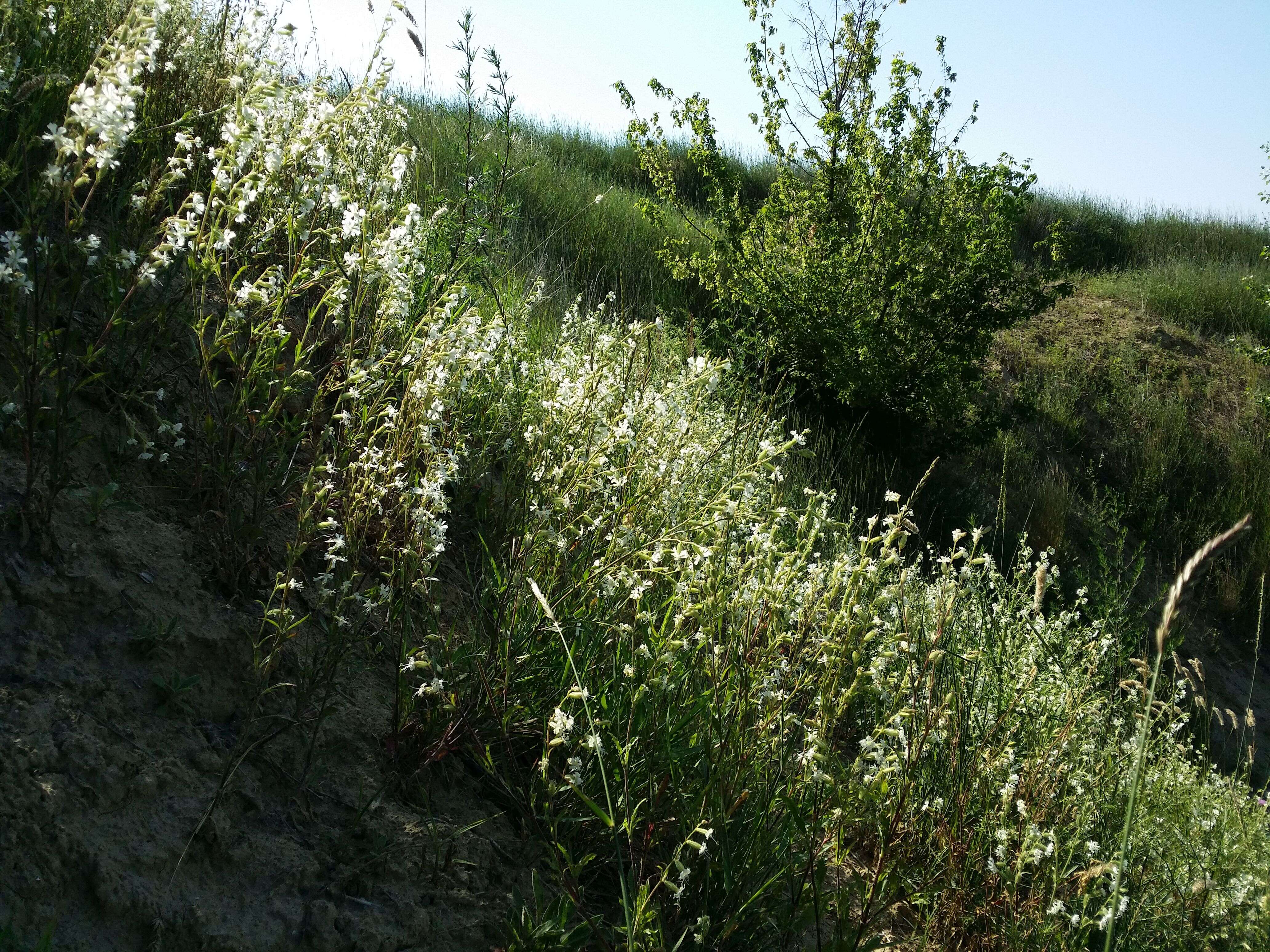 Слика од Silene dichotoma Ehrh.