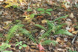 Image of Christmas fern