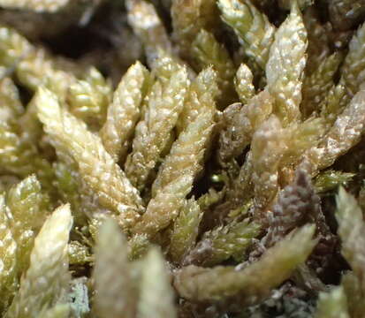 Image of silvergreen bryum moss