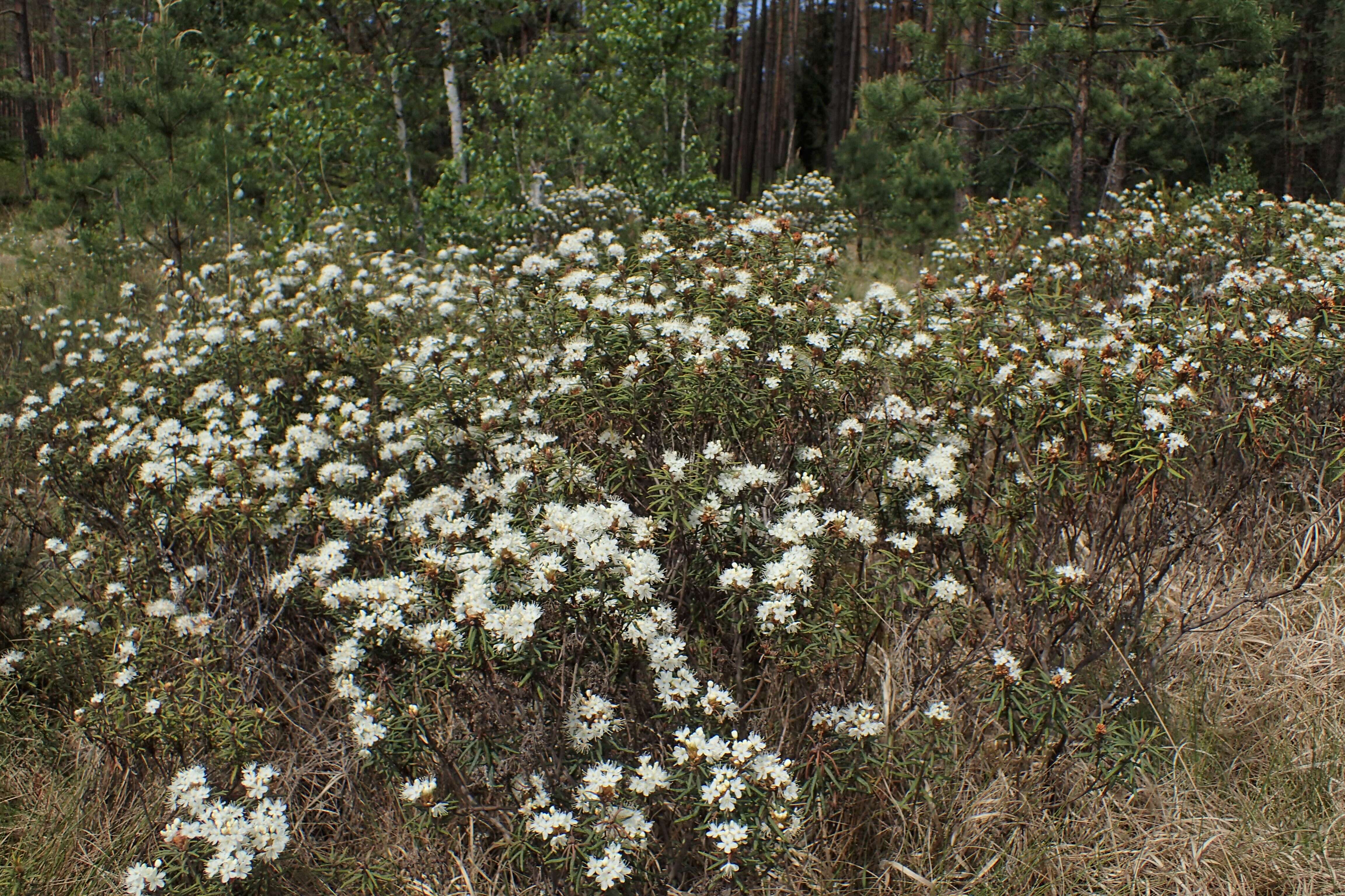 Imagem de Rhododendron tomentosum (Stokes) Harmaja