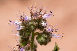 Image of scorpionweed