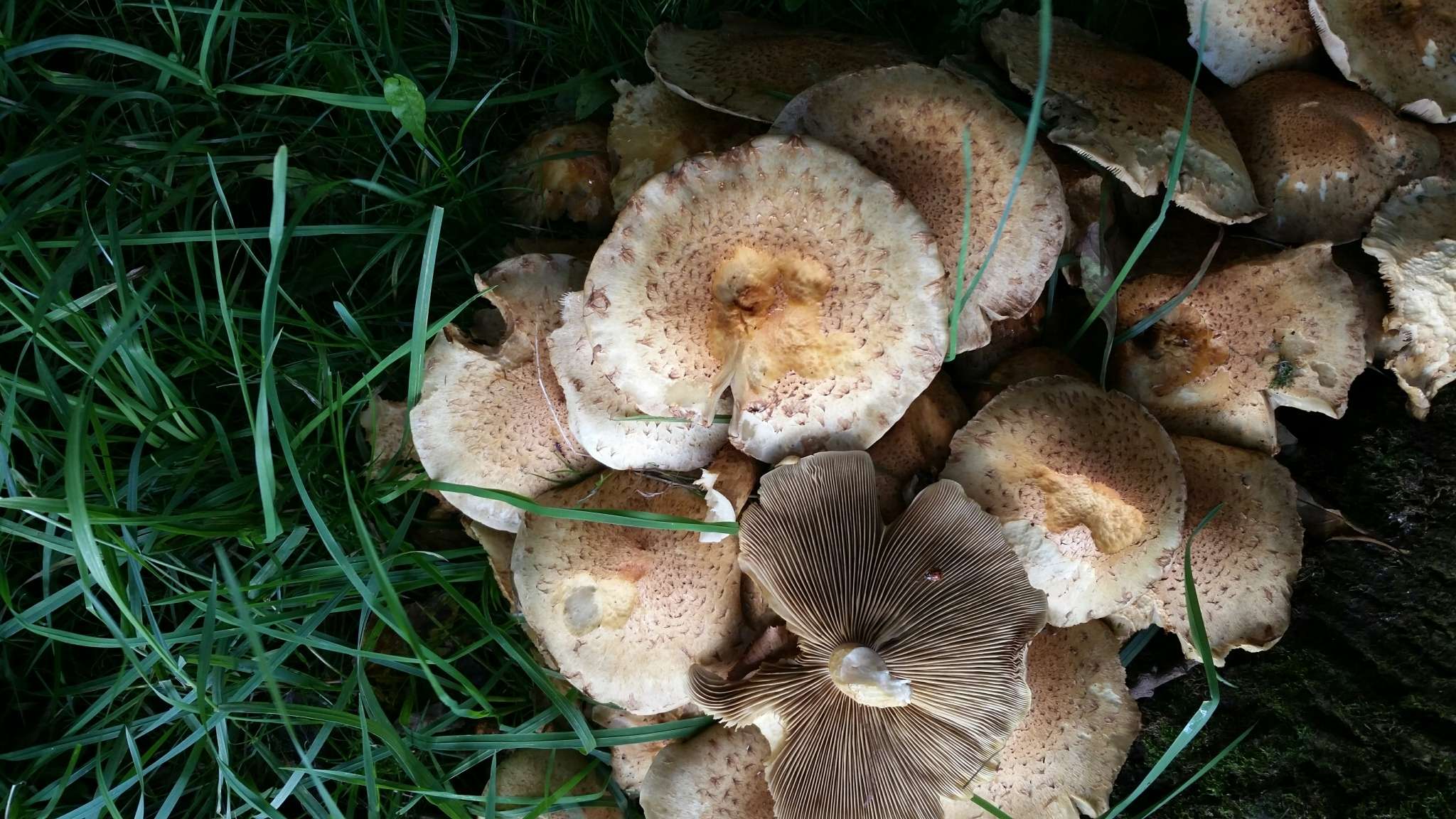 Pholiota squarrosa (Vahl) P. Kumm. 1871 resmi