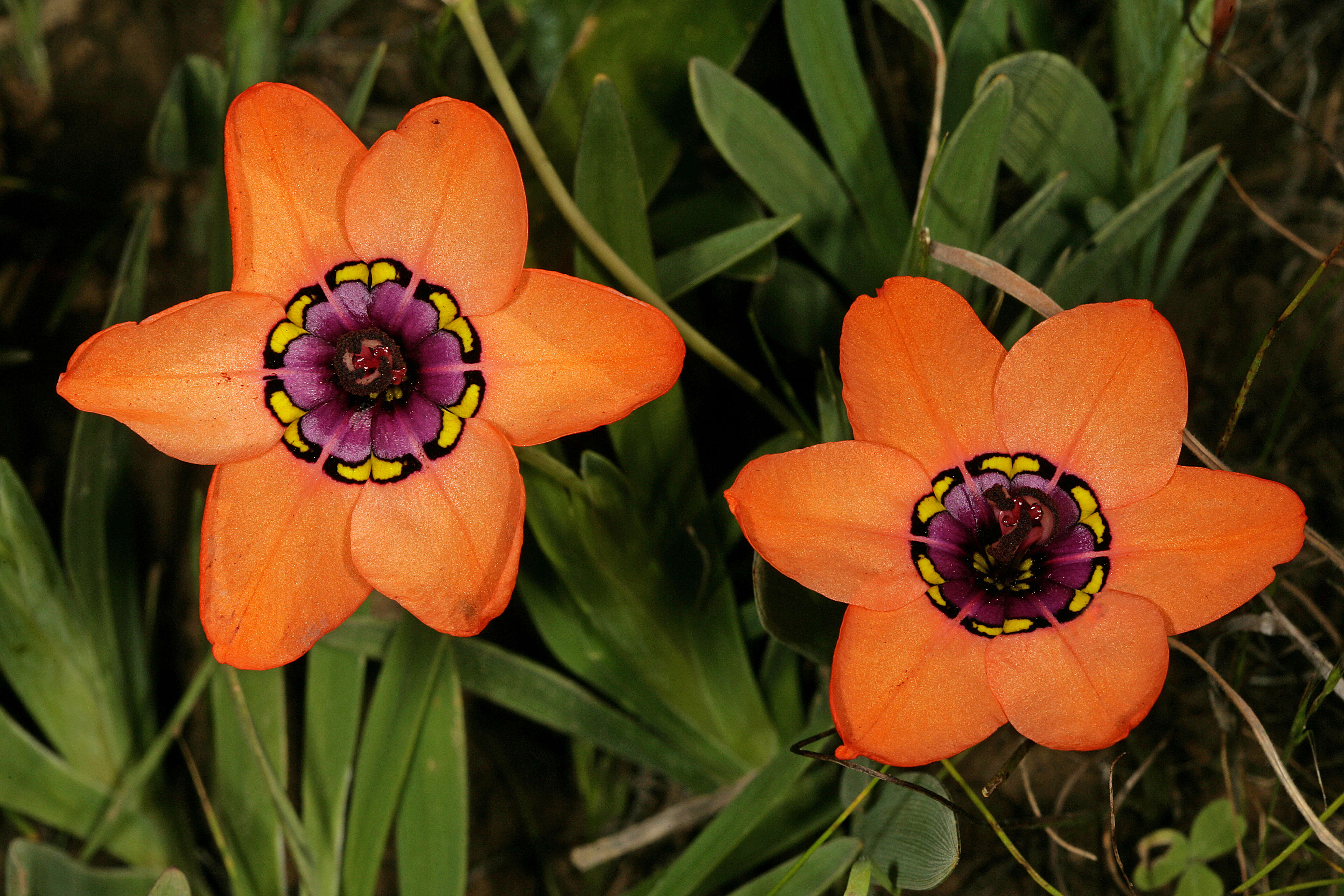 Imagem de Sparaxis elegans (Sweet) Goldblatt