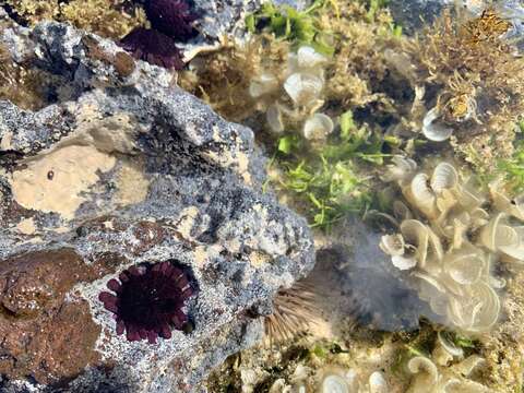 Image of Burrowing urchin