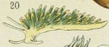 Image de Aeolidia Cuvier 1798