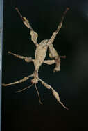 Image of giant stick insect