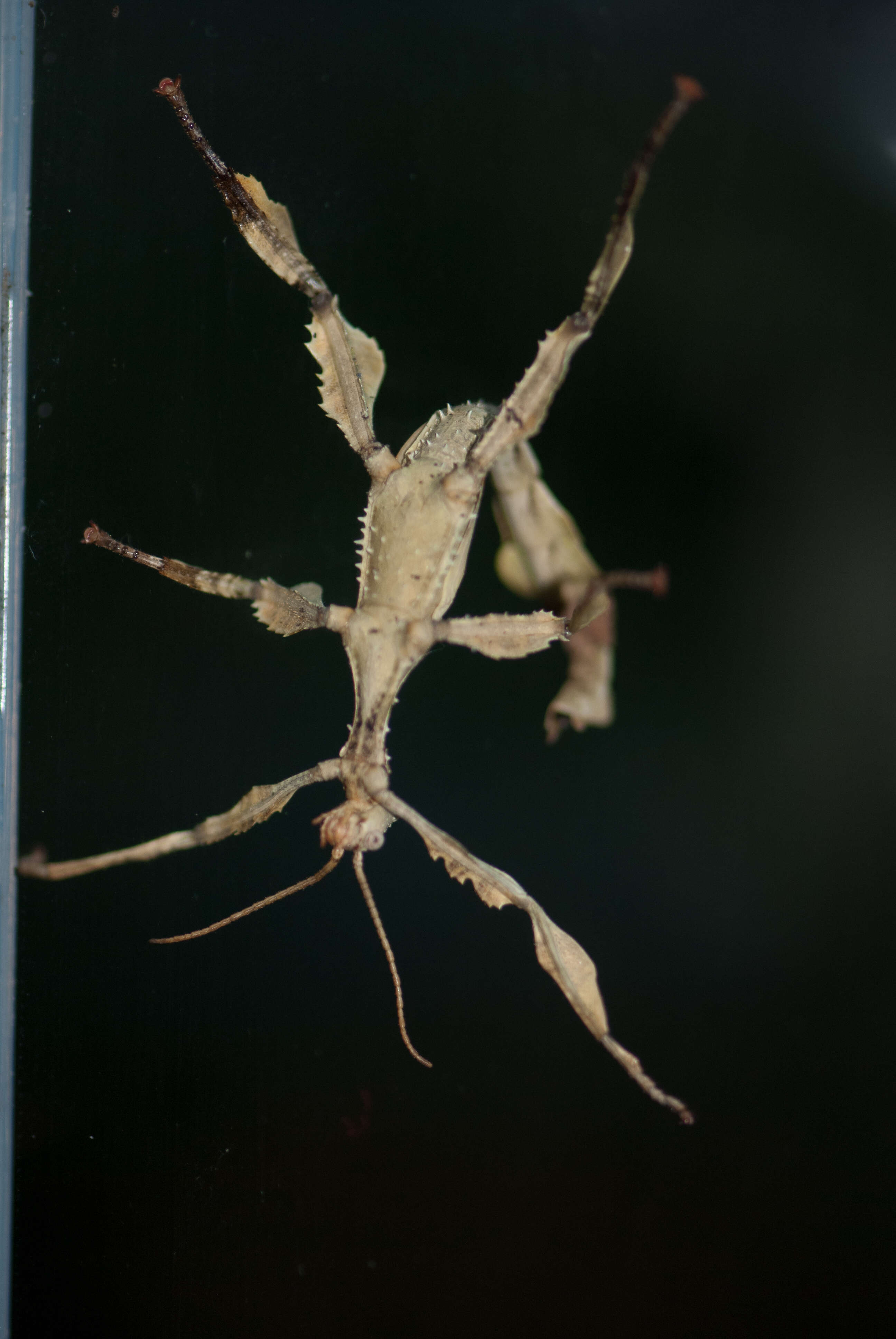 Image of giant stick insect