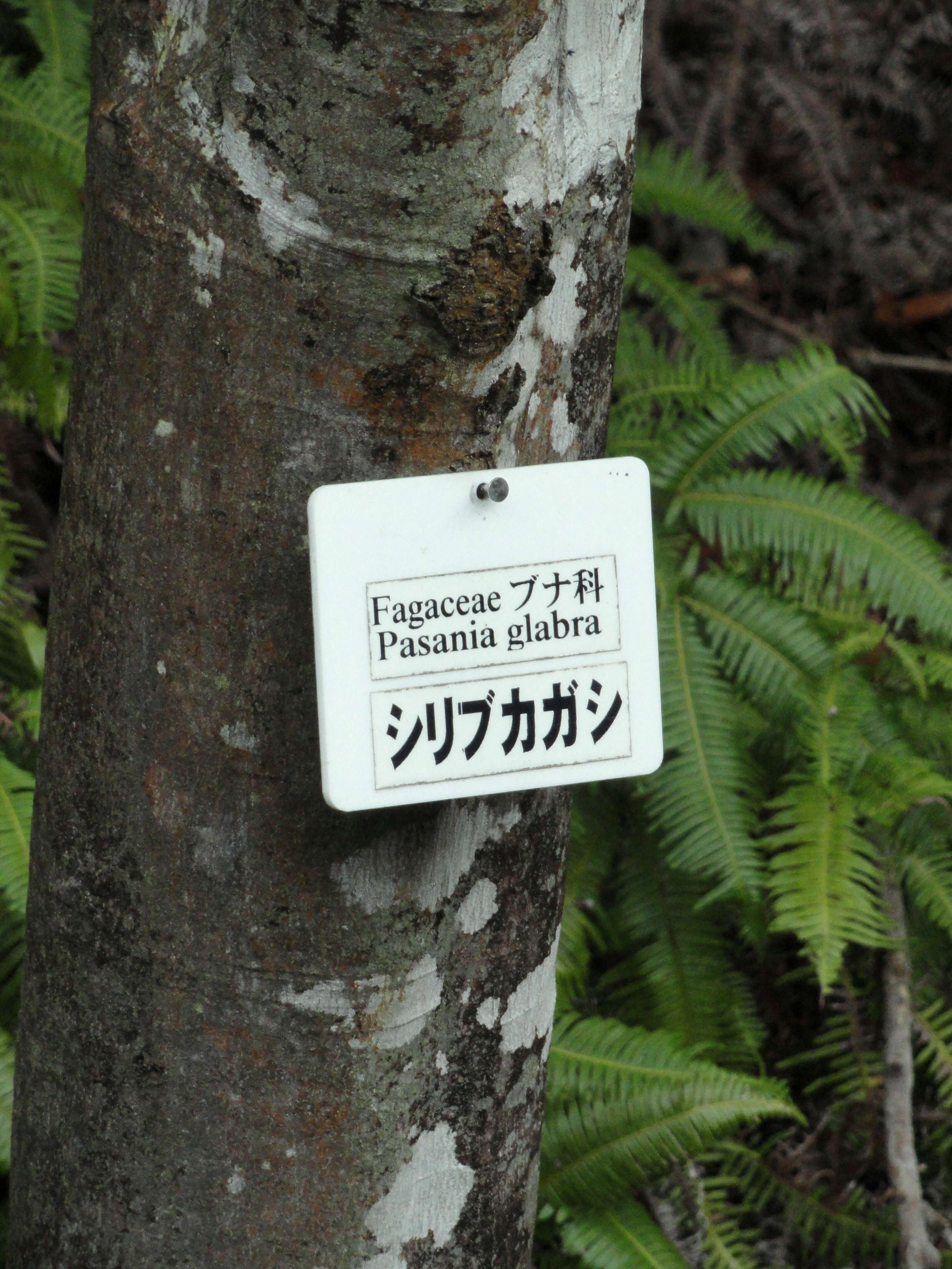 Image of Japanese blue oak