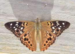 Image of Hackberry Emperor