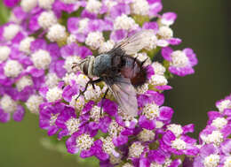 صورة Juriniopsis adusta (Wulp 1890)