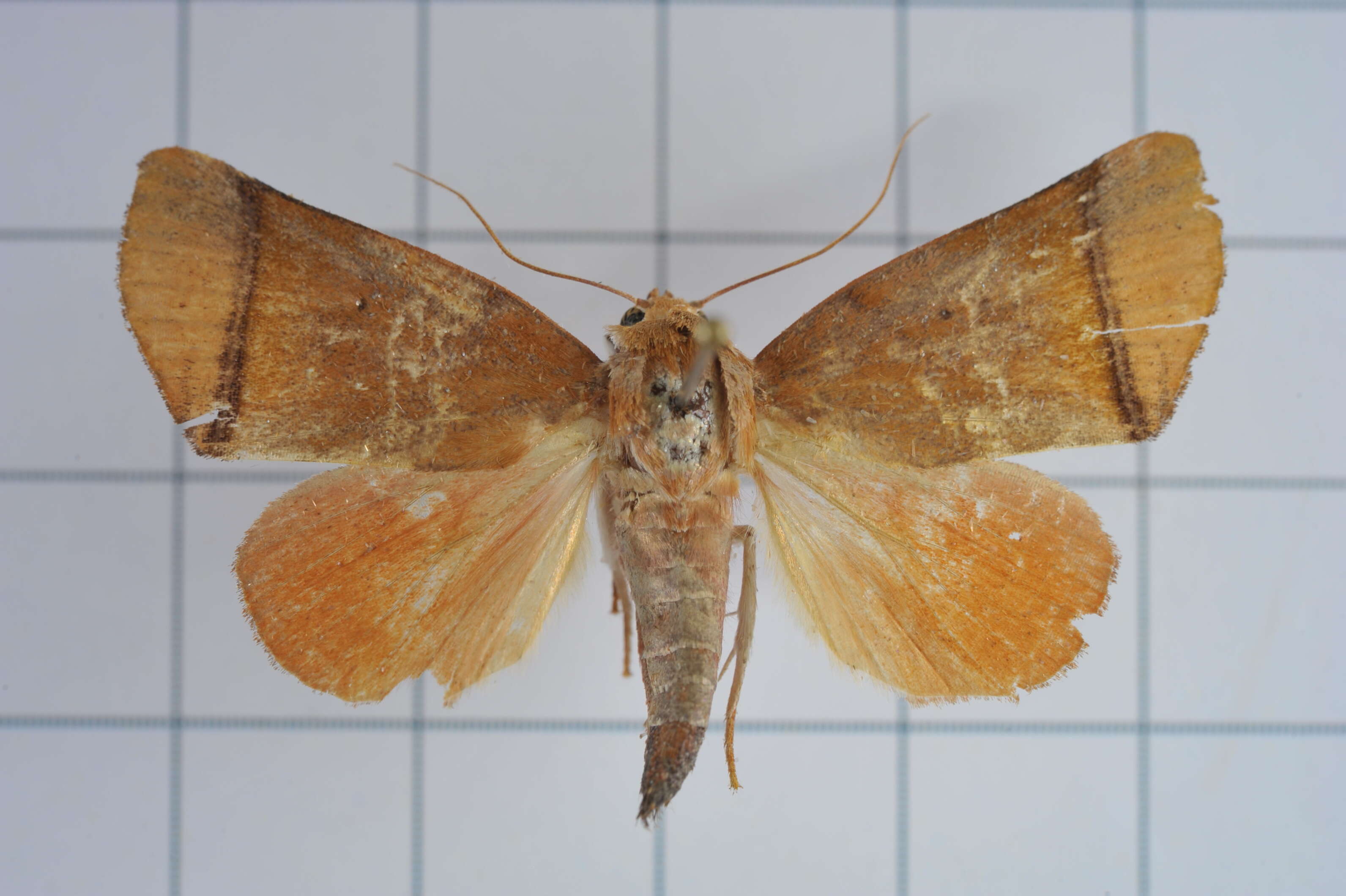 Image of Carea varipes Walker 1856