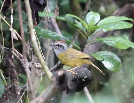 Image of Russet-crowned Warbler