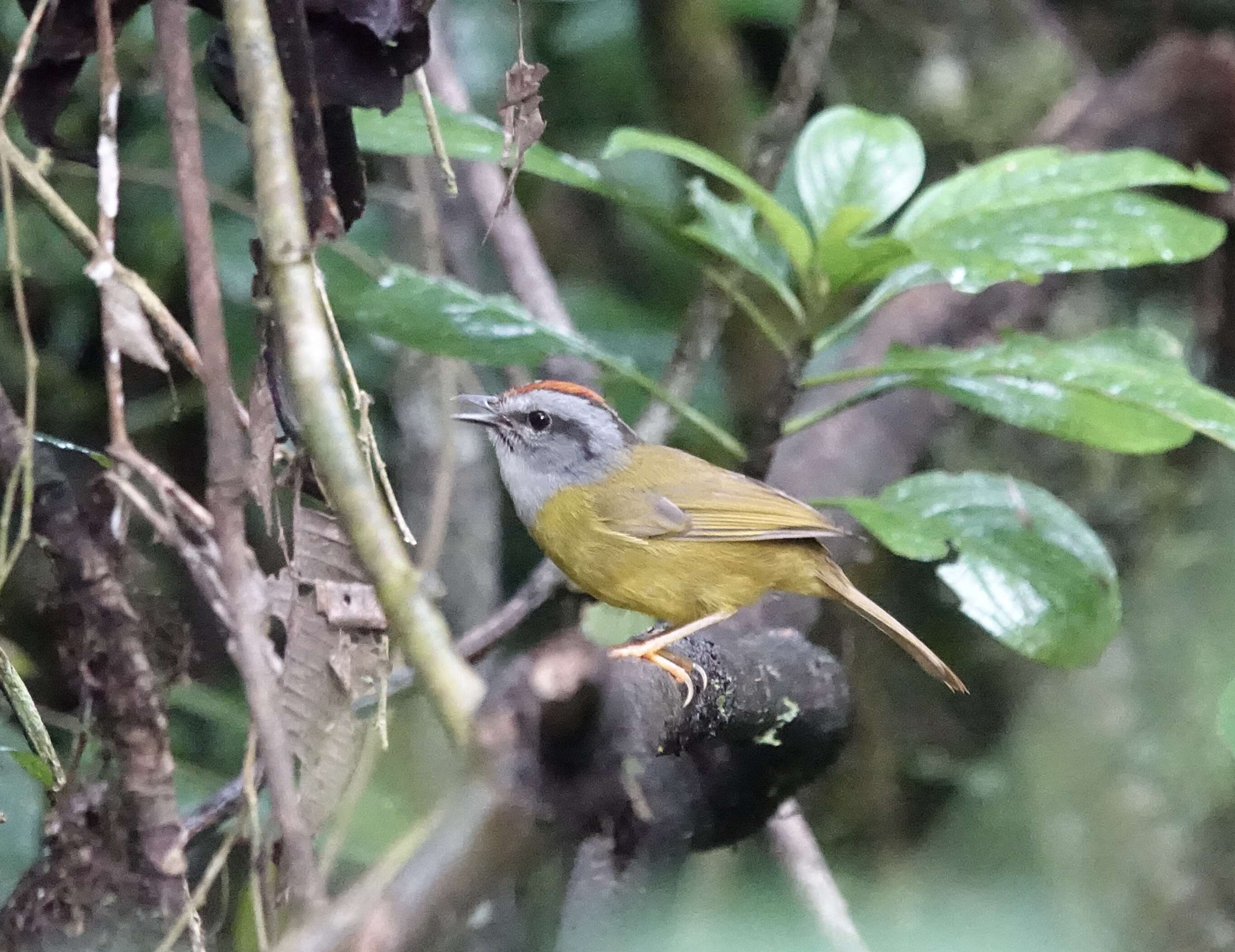 Myiothlypis coronata (Tschudi 1844)的圖片