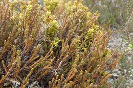 Image of Mountain Rimu