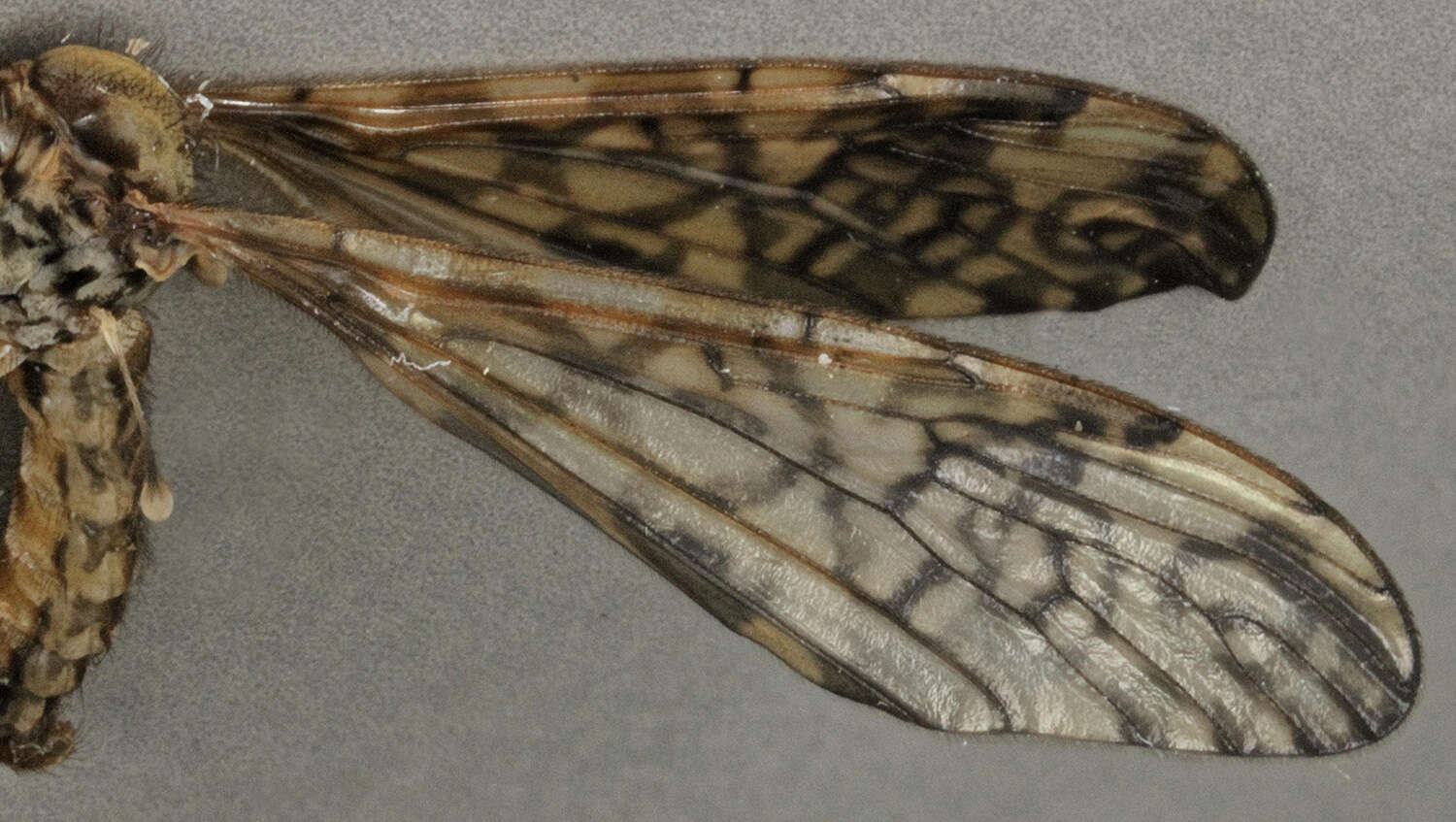 Image of Epiphragma (Epiphragma) ocellare (Linnaeus 1760)