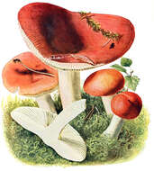 Image of Russula emetica (Schaeff.) Pers. 1796