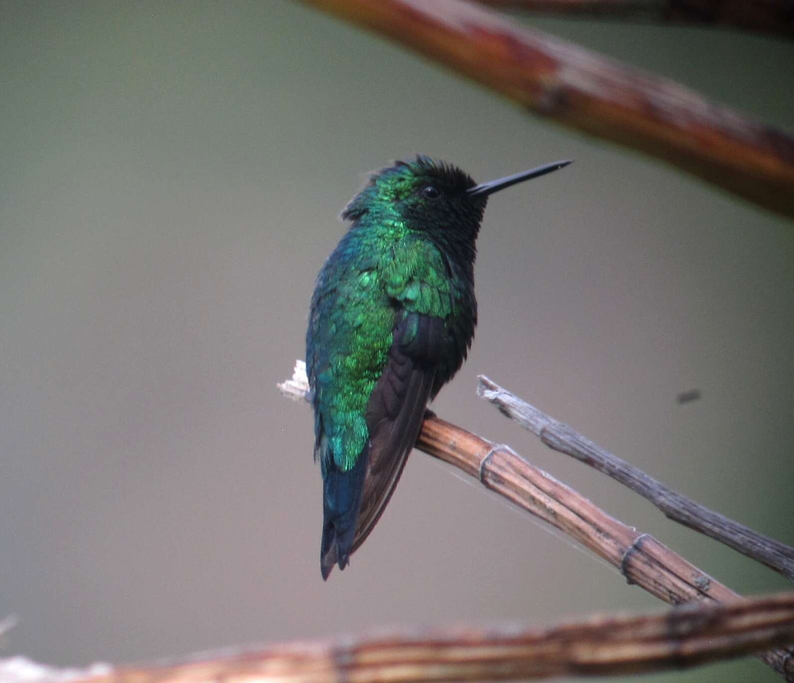 Image of Western Emerald