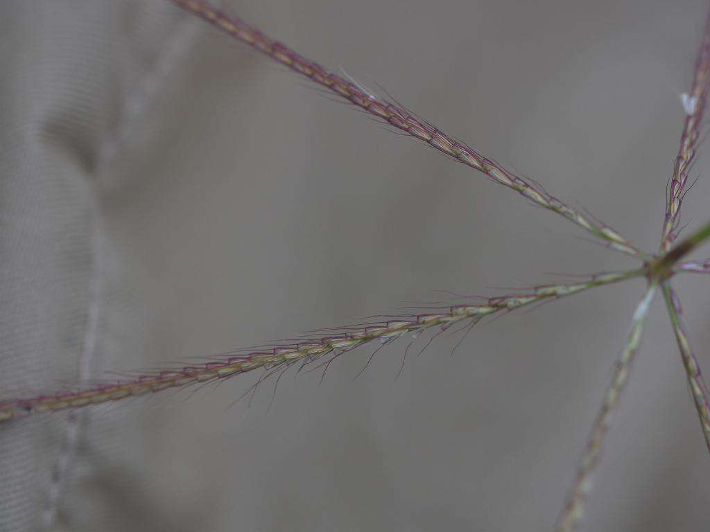 Image of Australian fingergrass