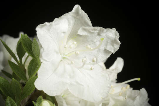 صورة Rhododendron mucronulatum Turcz.