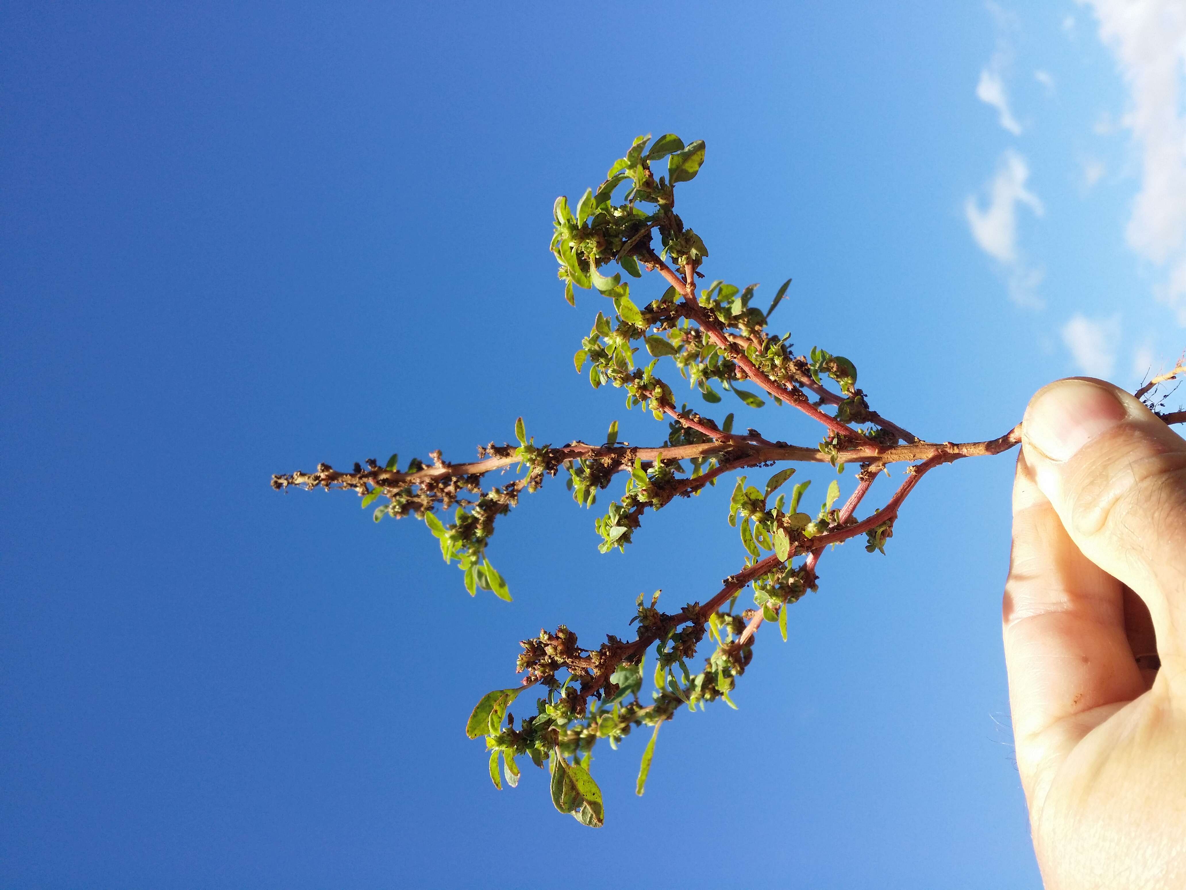 Image of Mediterranean Amaranth