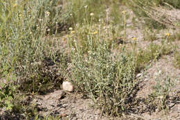 Image of desert marigold