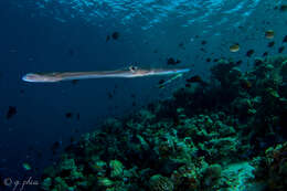 Image of Bluespotted cornetfish