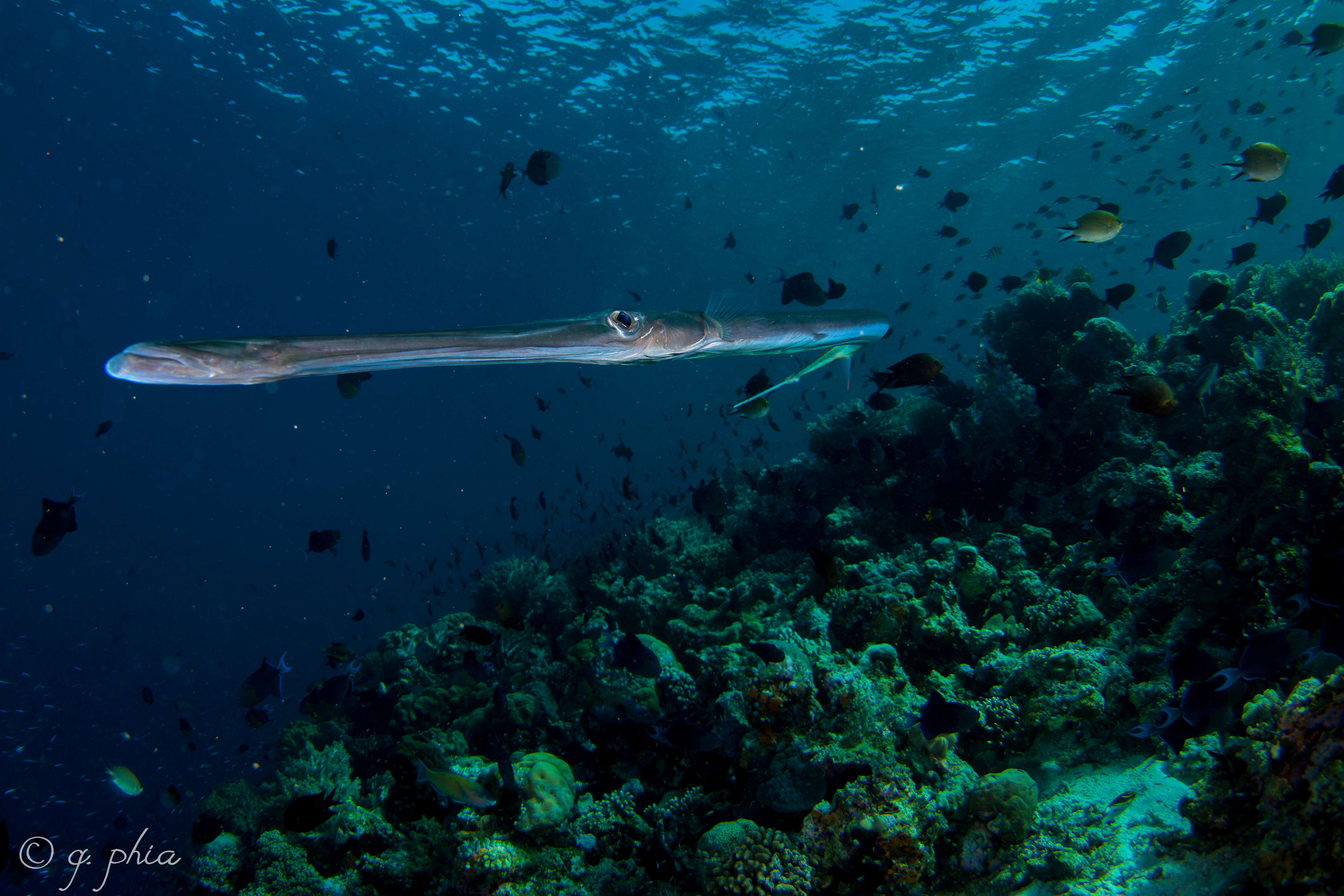 Image of Bluespotted cornetfish