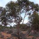 Image of Eucalyptus dundasii Maiden