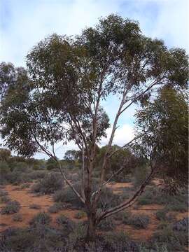 Image of Eucalyptus dundasii Maiden