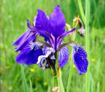 Image of German Iris