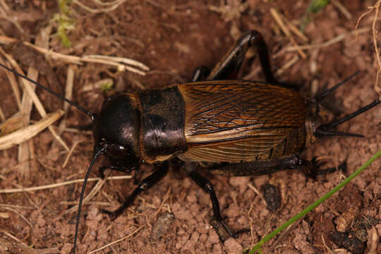 Image of Field cricket