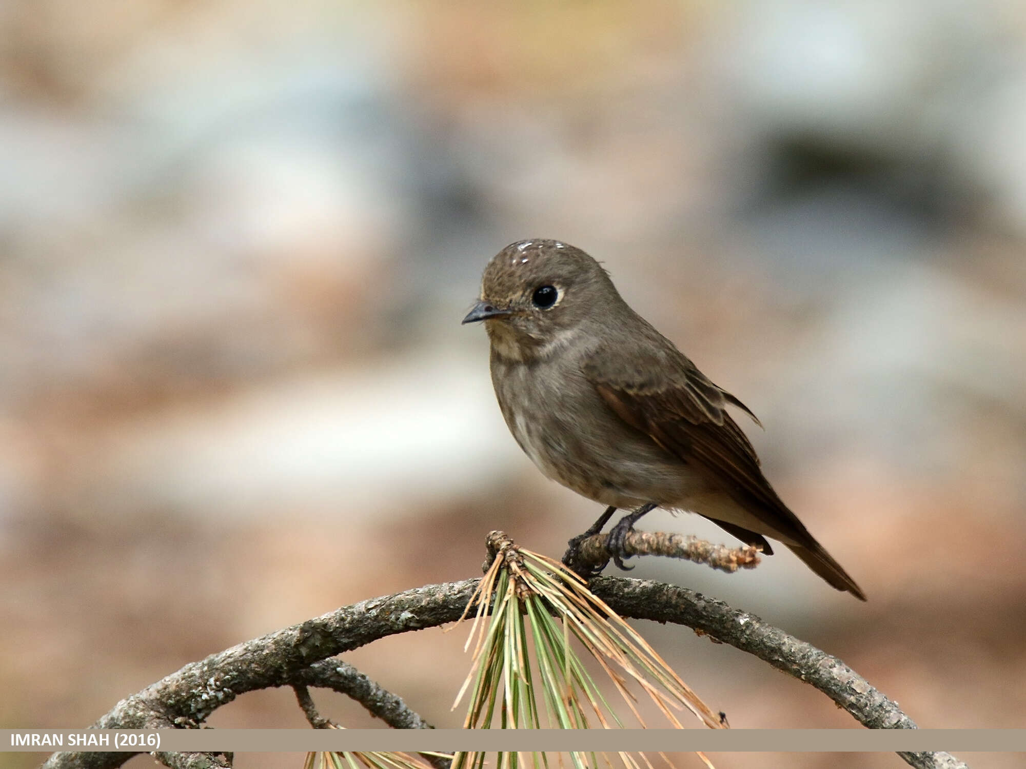 Image of Dark-sided Flycatcher