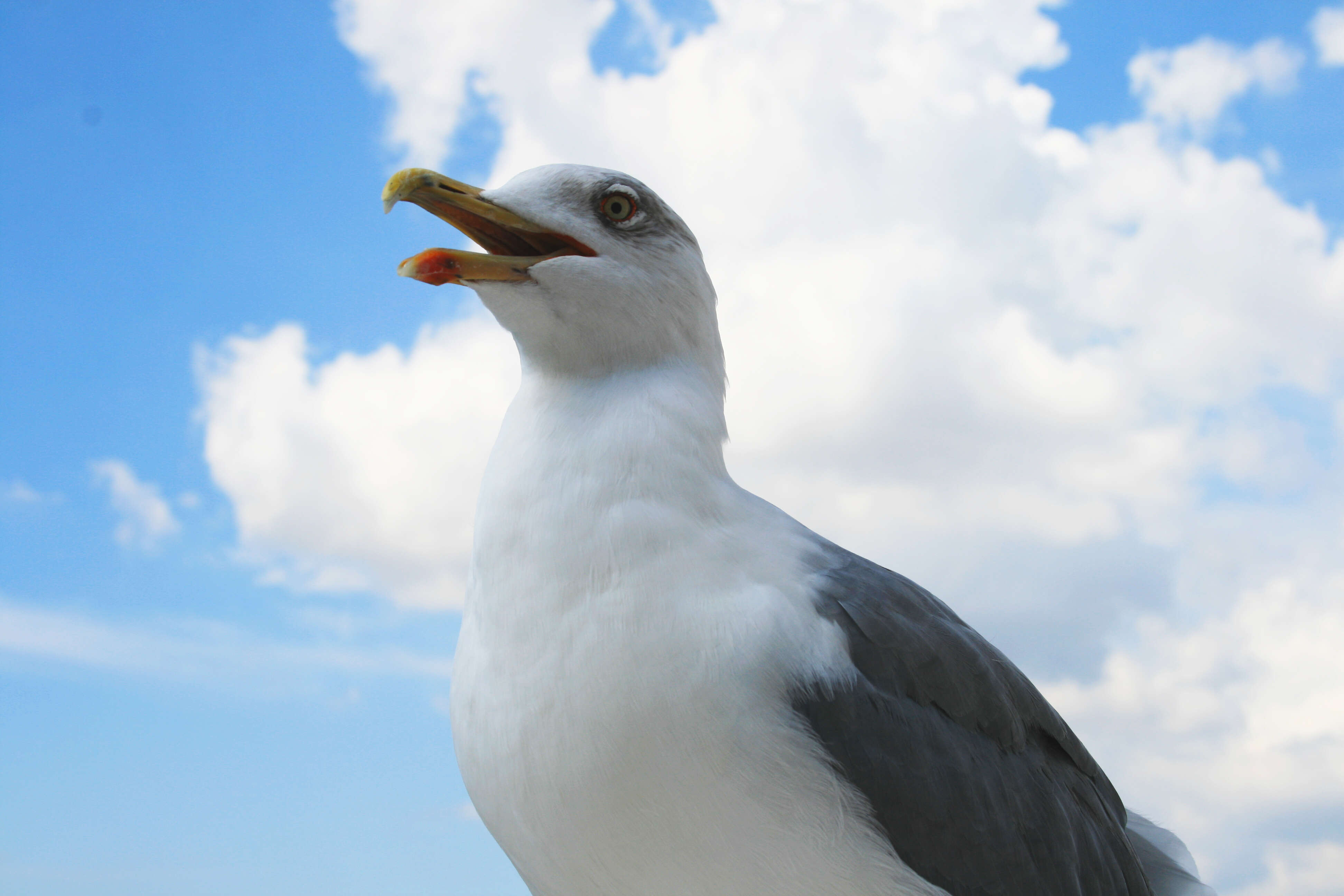 Image of Ring-billed Gull