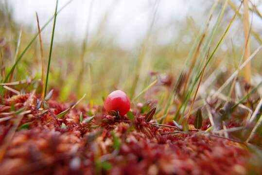 Image of Small Cranberry