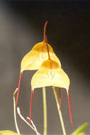 Image of Masdevallia triangularis Lindl.