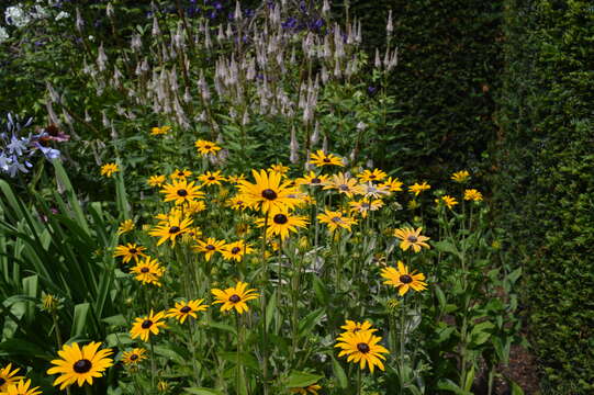 Image of coneflower