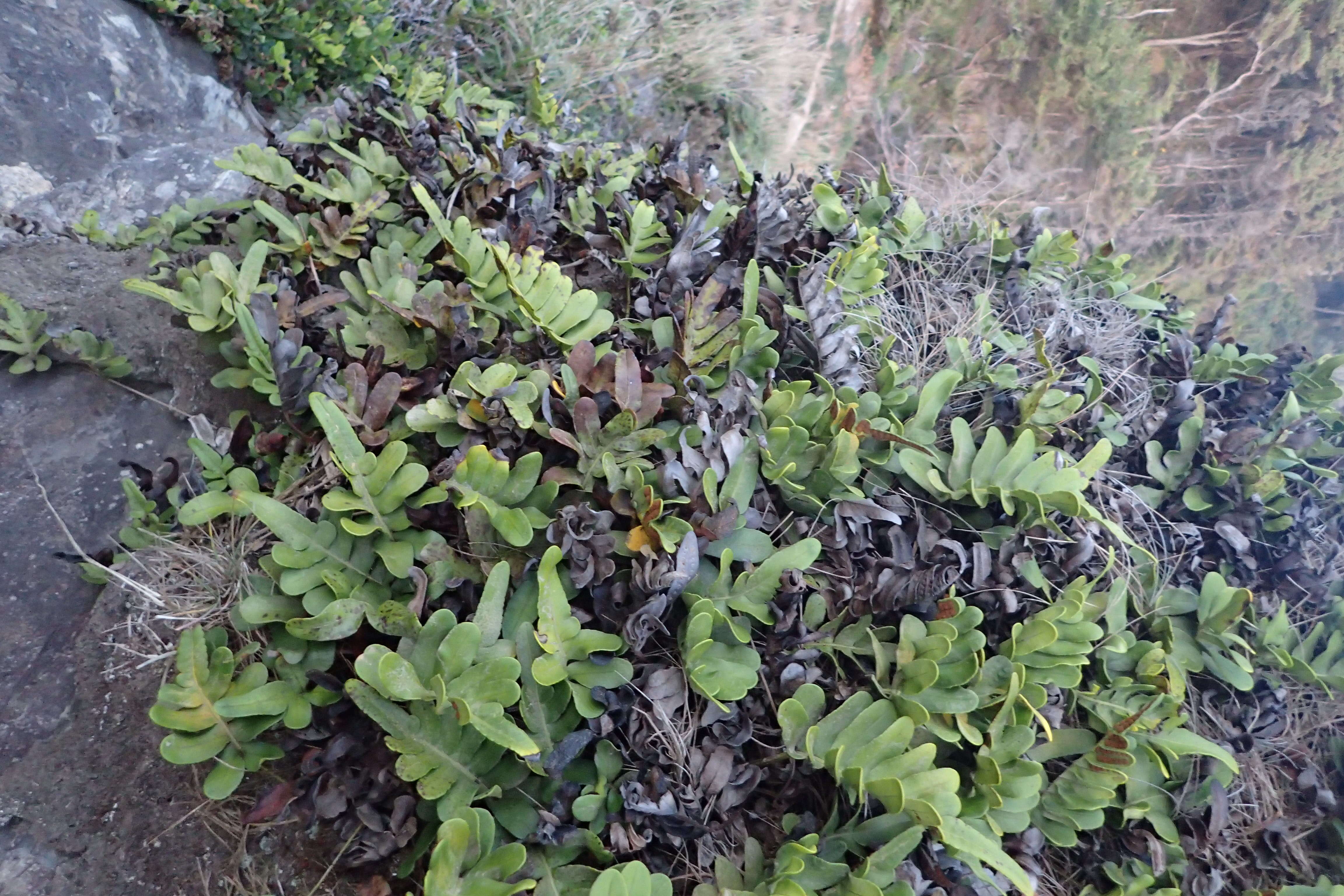 Image of leathery polypody