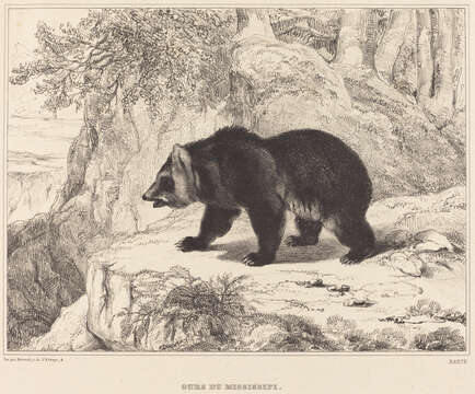 Image of grizzly bear