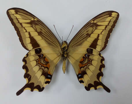 Image de Papilio paeon Boisduval 1836