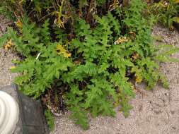 Image of southern globethistle