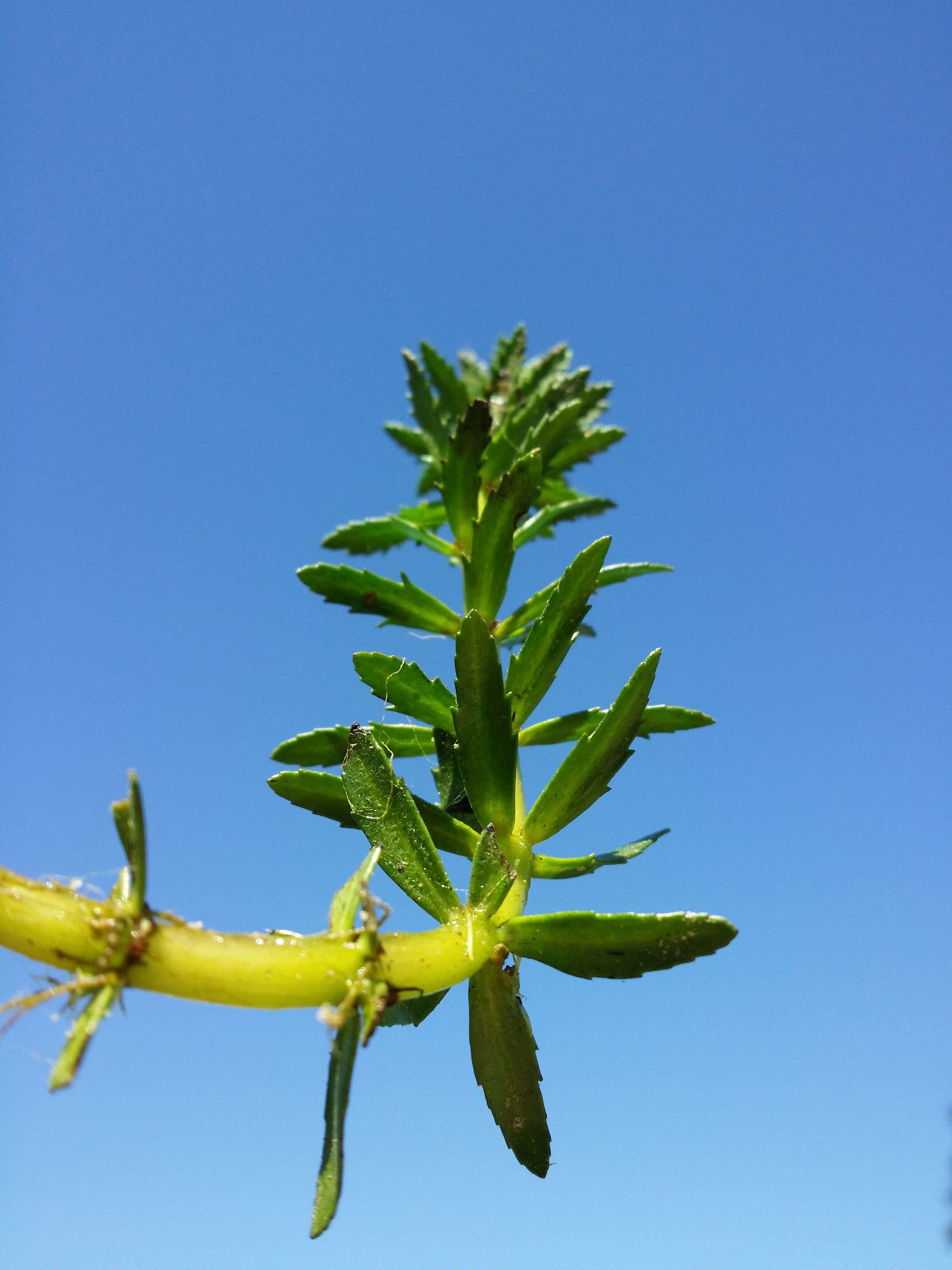 Image of twoleaf watermilfoil